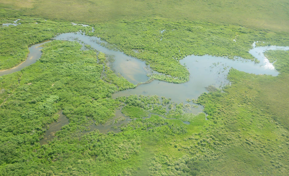 Die flachen Tundragebiete im Beringmeer sind im Sommer von Flüssen und kleinen Seen durchzogen, die mit der Zeit austrocknen. Biber sind im Zuge des Klimawandels in diese Regionen eingewandert und deren Seen trocknen auch im Sommer nicht aus. Das verändert das Gesicht der Tundra nachhaltig. Bild: Michael Wenger