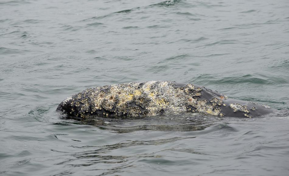 Grauwale sind Bartenwale und ernähren sich von Organismen in weichen Schlickboden des Schelfs. Ihr charakteristisches Muster von Narben durch Parasiten auf der Haut macht es einfach, sie zu identifizieren. Bild: Samuel Blanc