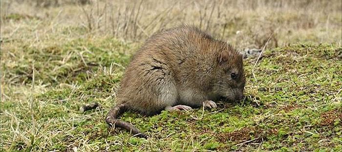 Das letzte Jahr der Ratten